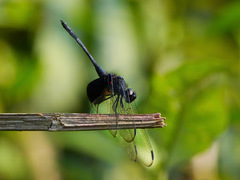 Trithemis africana