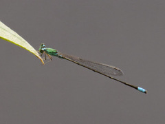 Pseudagrion glaucum