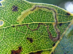 Stigmella betulicola