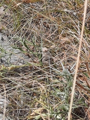 Prionotropis hystrix