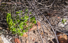 Pimelea clavata