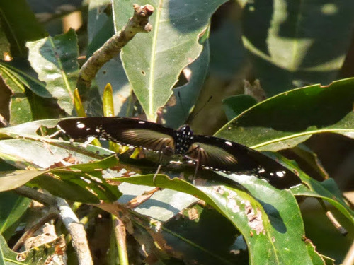 Large Variable Diadem