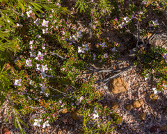Boronia albiflora