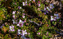 Boronia albiflora