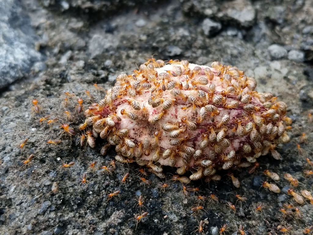Trinervitermes fletcheri