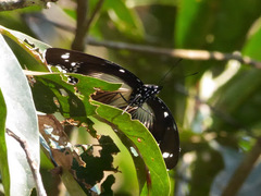 Hypolimnas dinarcha