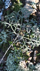 Pelargonium luteolum