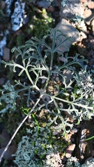 Pelargonium luteolum