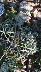 Pelargonium luteolum
