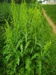 Rumex longifolius