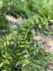Ruscus aculeatus