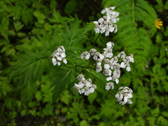 Achillea macrophylla