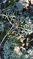 Pelargonium luteolum