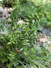 Ruscus aculeatus