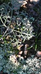 Pelargonium luteolum