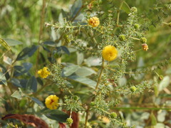 Acacia asperulacea