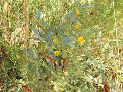 Acacia asperulacea