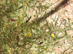 Acacia asperulacea