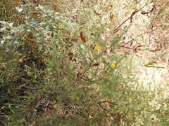Acacia asperulacea