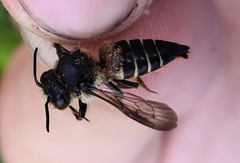Coelioxys alatus
