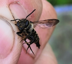 Coelioxys alatus
