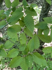 Carpinus