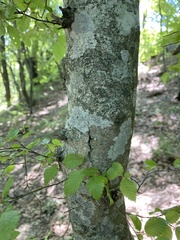 Carpinus
