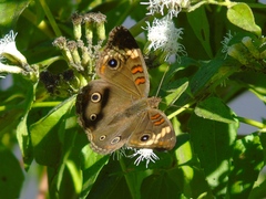 Junonia pacoma