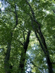 Carpinus