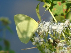 Aphrissa statira statira