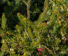 Melaleuca quadrifida