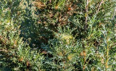 Banksia armata