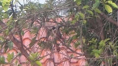 Pycnonotus aurigaster