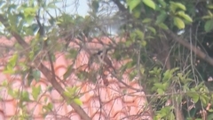 Pycnonotus aurigaster