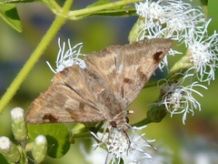 Arteurotia tractipennis
