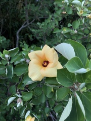 Hibiscus hamabo
