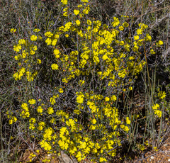 Hibbertia ulicifolia
