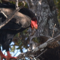 Chondrodactylus turneri