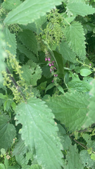 Stachys sylvatica