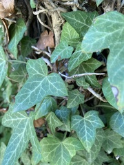 Hedera helix