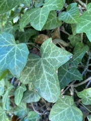 Hedera helix