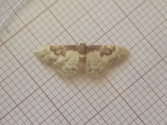 Idaea mustelata