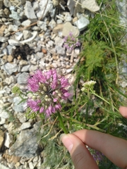 Allium cretaceum