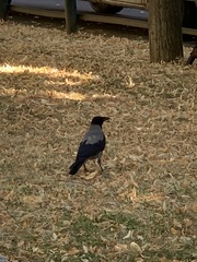 Corvus cornix