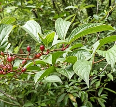 Viburnum erubescens