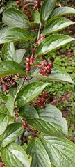 Viburnum erubescens