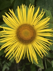 Inula hookeri