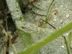Microgobius gulosus