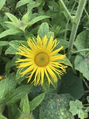 Inula hookeri