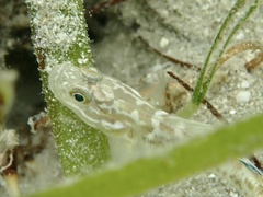Microgobius gulosus
